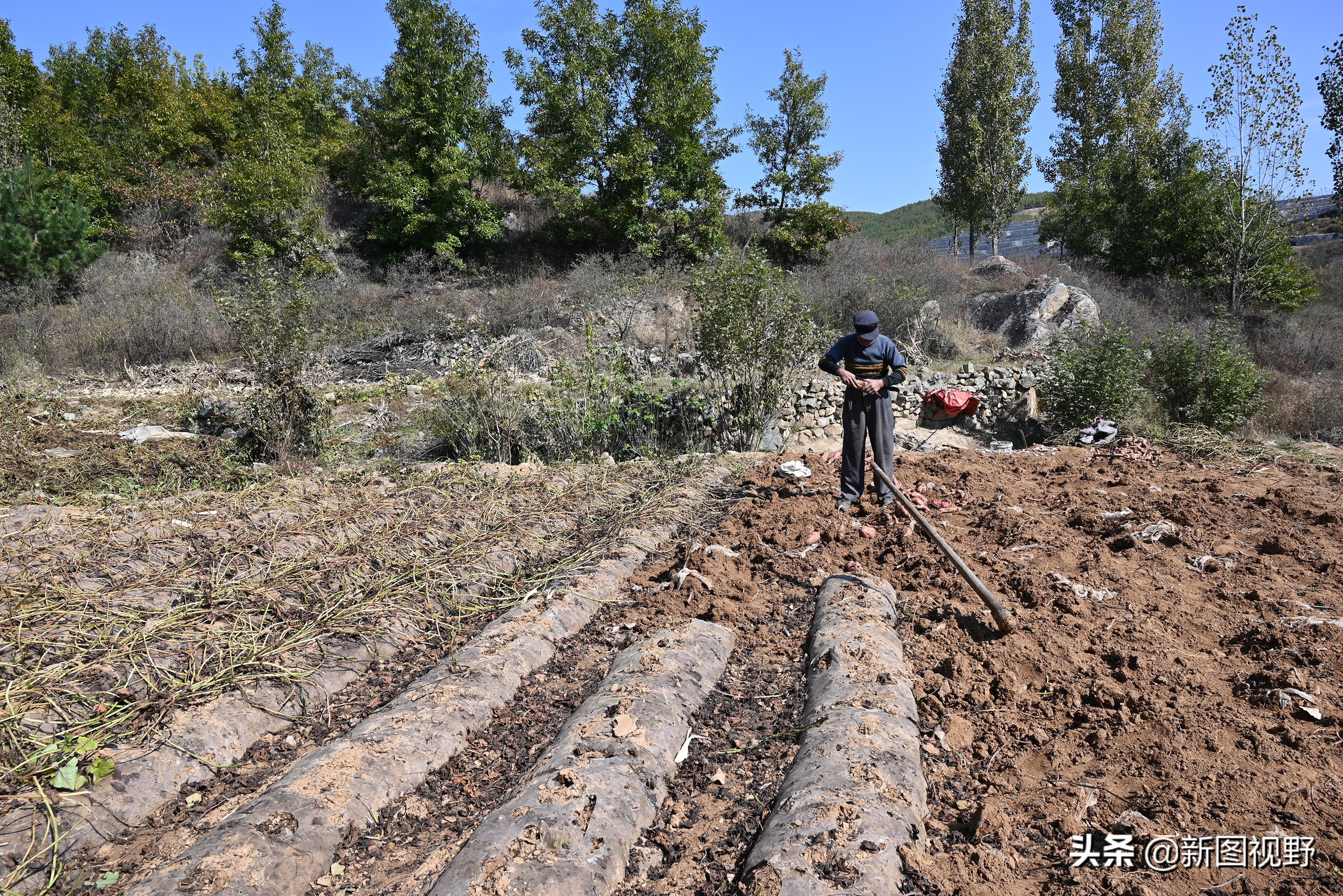 70岁老人养100条流浪狗,80岁老人独居深山养了两只鸟作伴