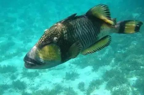 鲨鱼真的是那么恐怖吗,鲨鱼真的有那么凶残吗