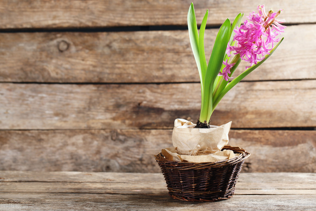 那些令人赞叹的庭院花卉,5种庭院生活方式的花卉