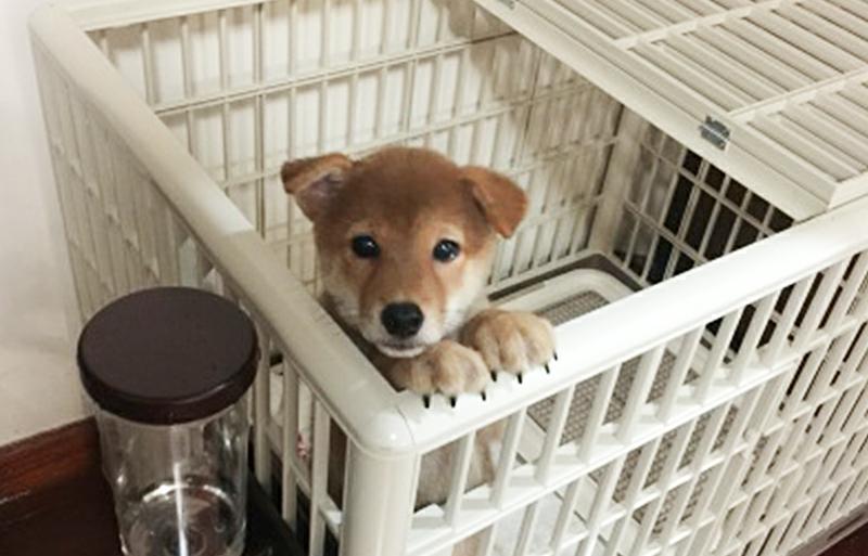 狗狗腿上有癣用什么药膏,狗狗屁股长红疙瘩涂什么药