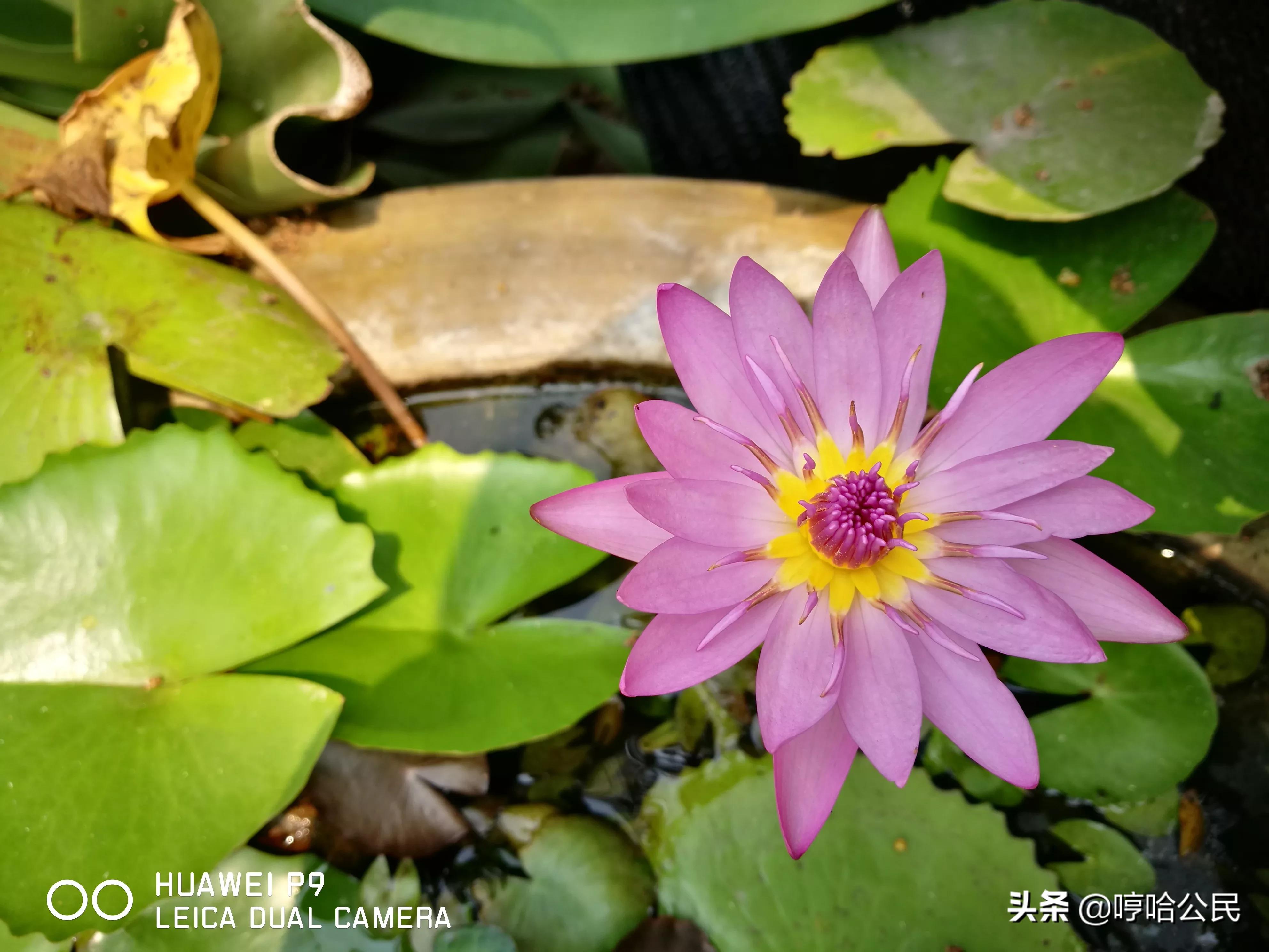 华为p9现在还值得入手吗,华为p9系列历代