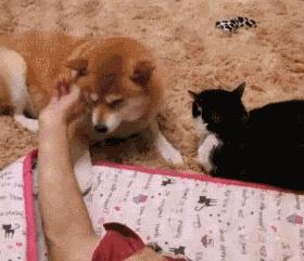 狗吃醋起来比男朋友还难哄,狗子这才是哄女朋友的正确方式