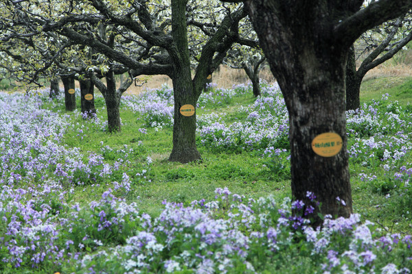 春游江淮请你来滁州版,春游江淮等您来