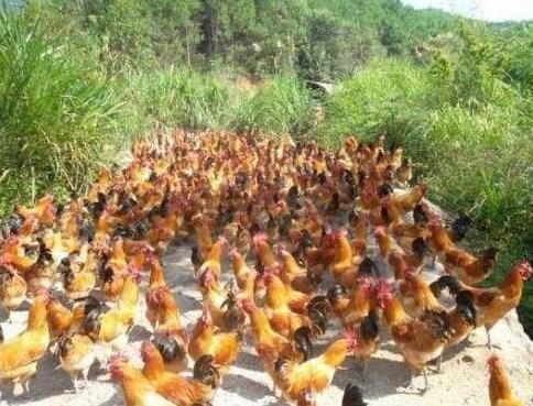 养殖生态鸡致富新路子,散养蛋鸡致富经