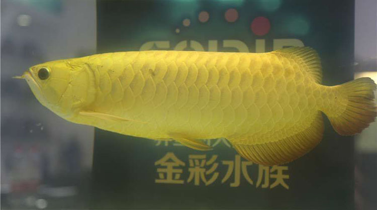 龙鱼幼鱼期怎么分辨金龙还是红龙,20公分龙鱼怎么区分金龙红龙