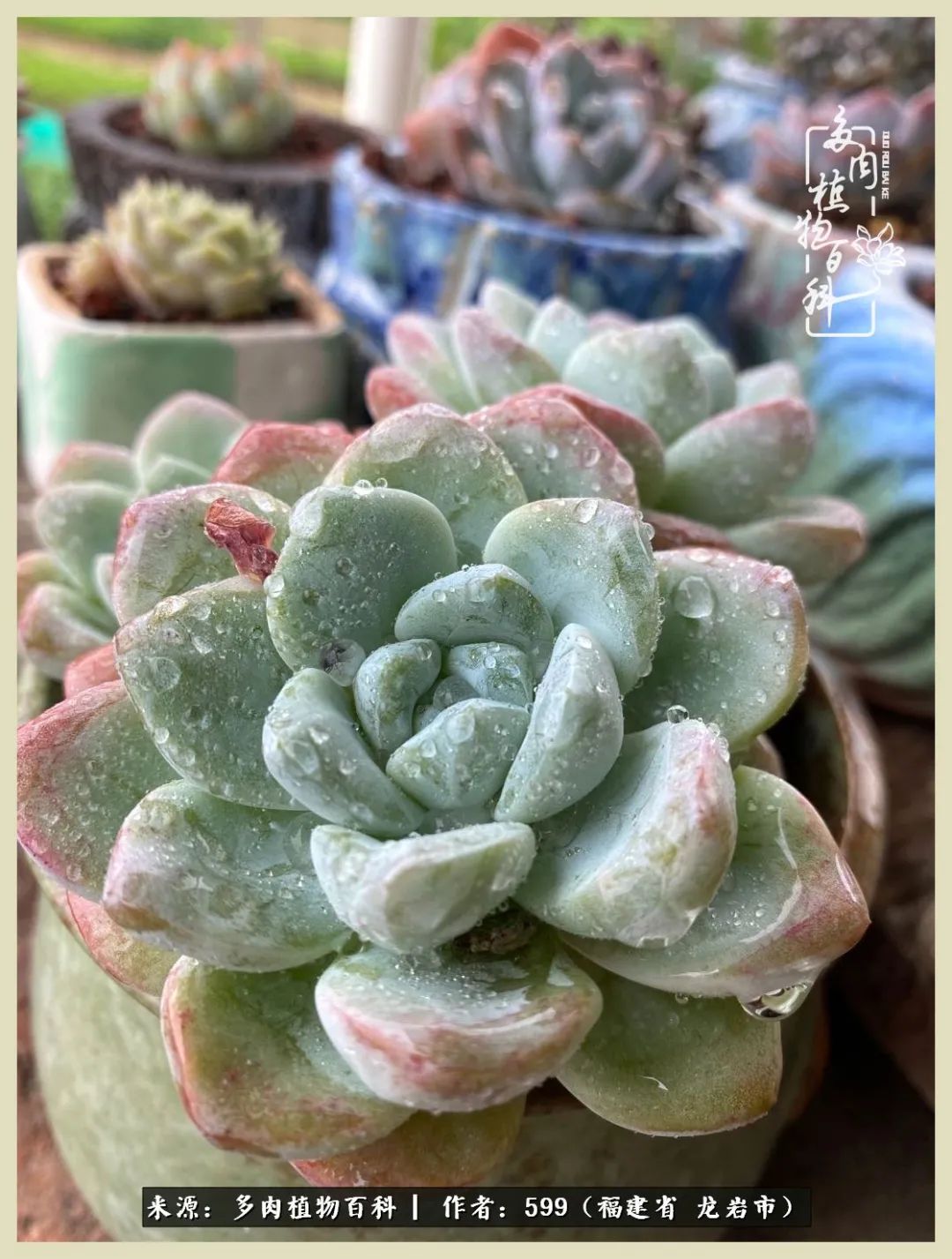 所有的热爱都不遗余力,所有的忙碌都是因为热爱