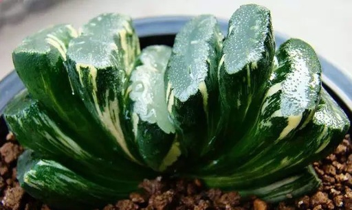 世界十大罕见花卉,世界名贵花卉高清大图