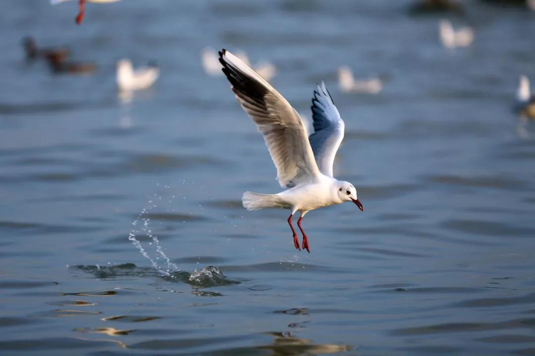 城市地标叫什么来着,东湖地标建筑