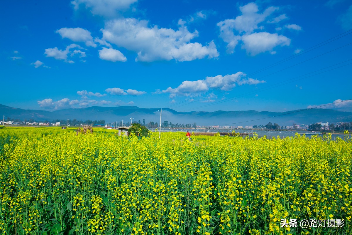 中国最美油菜花赏花地图,中国最美油菜花打卡地方