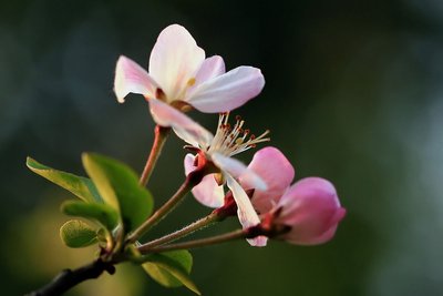 与春有关的成语或俗语,春字开头成语大全四字成语