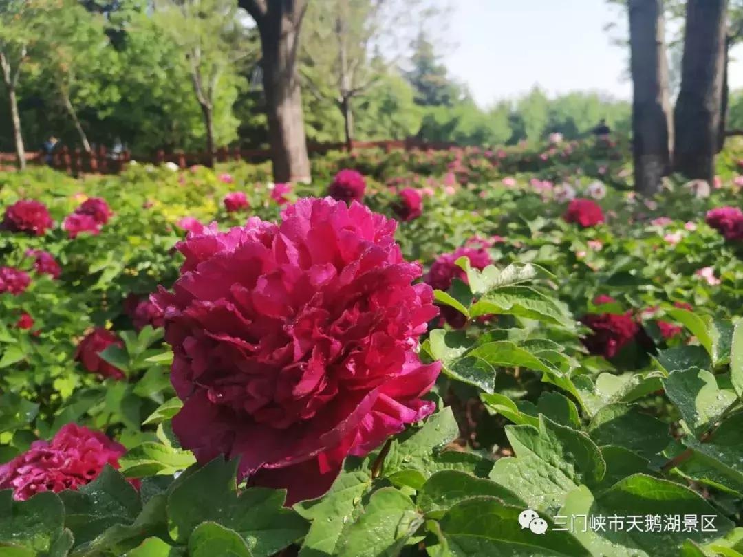 三门峡天鹅湖湿地公园牡丹苑,三门峡天鹅湖牡丹苑赏牡丹