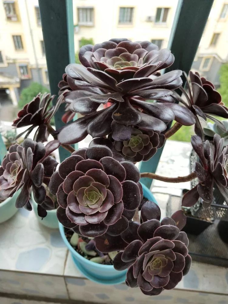 大四老学姐的寝室生活,养肉路上的真实感受