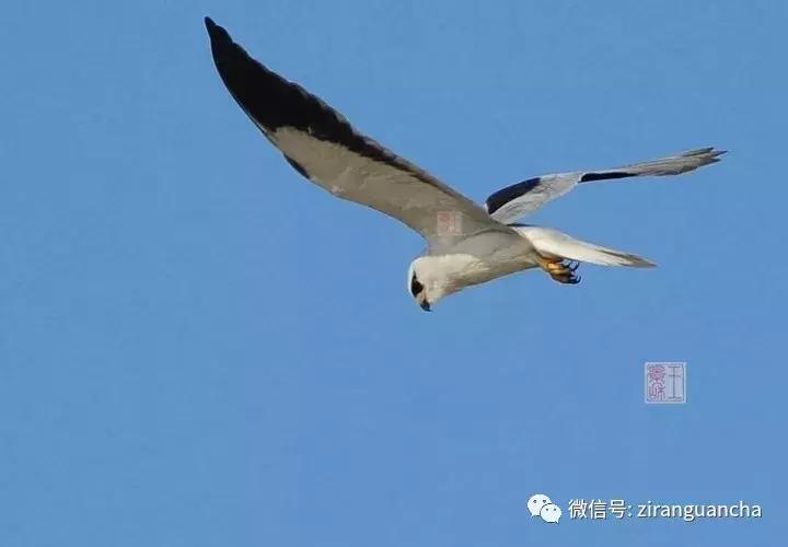 睁大眼睛，别以为它们都是一种鸢