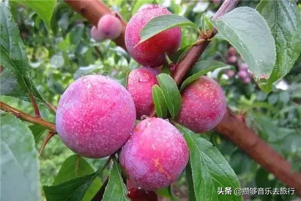 汶川三宝有哪些,汶川三宝市场枇杷