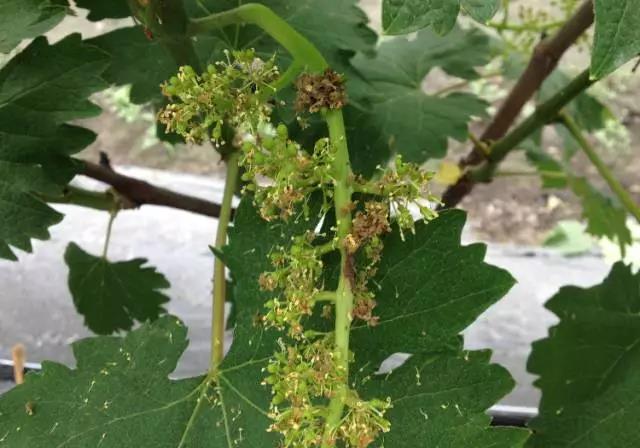 葡萄萌芽灰霉病防治方法,葡萄萌芽灰霉病的症状及防治方法
