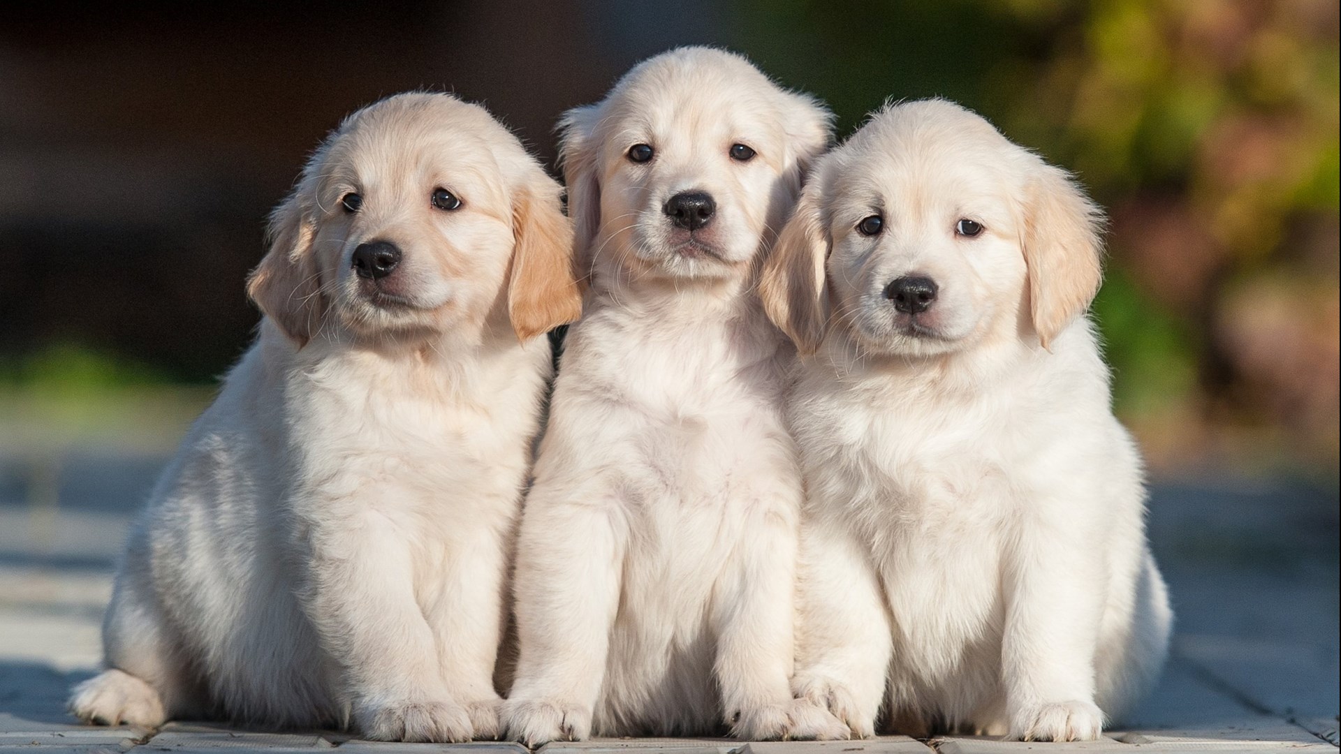 有狂犬病的狗狗会怎么表现,如何预防狗狗得狂犬