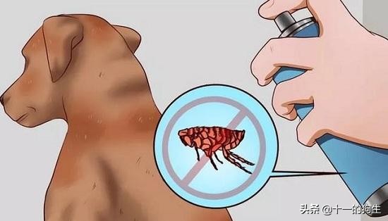 家里有狗跳蚤怎么彻底消灭,猫狗防跳蚤小妙招