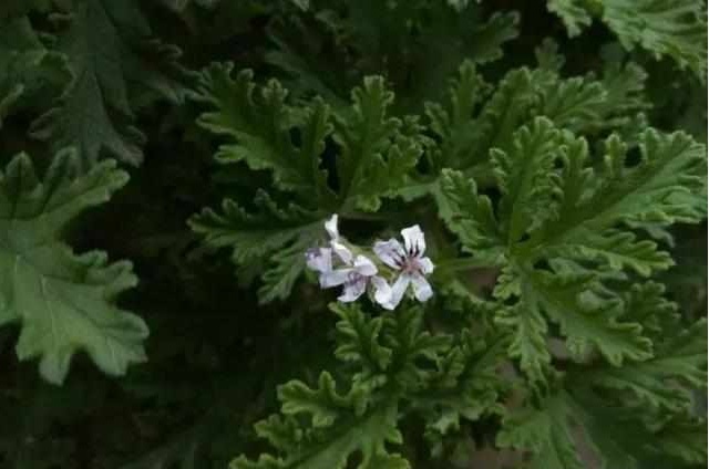 好养又散发氧气的盆栽,室内四季开花好养带香的盆栽