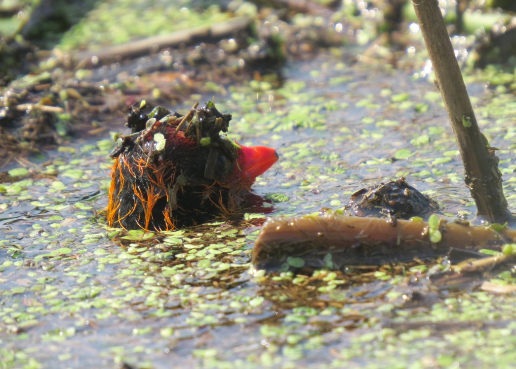 白骨顶鸡的“黑暗森林法则”:10枚蛋不同命,弱小安静反而能活