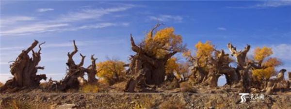 伊吾胡杨林四季皆可游,走进伊吾胡杨林