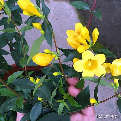 法国香水茉莉爬藤盆栽怎样栽种,香水茉莉花苞