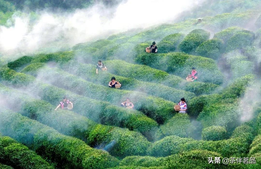 贵州茶讲解,贵州茶有哪些特色