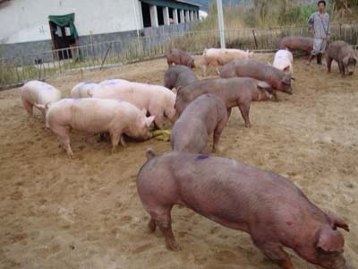 母猪输精时间难判断，看看这里就知道！每胎多产2头很正常