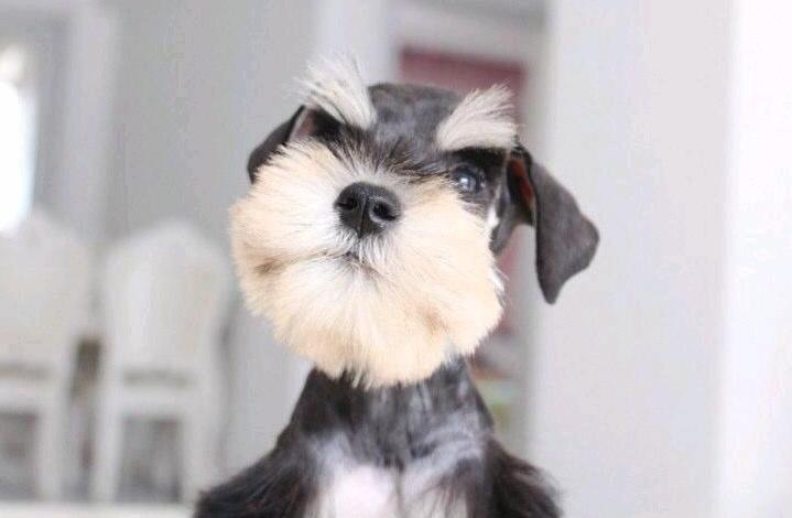 雪纳瑞的各种表现,雪纳瑞要多大才不调皮