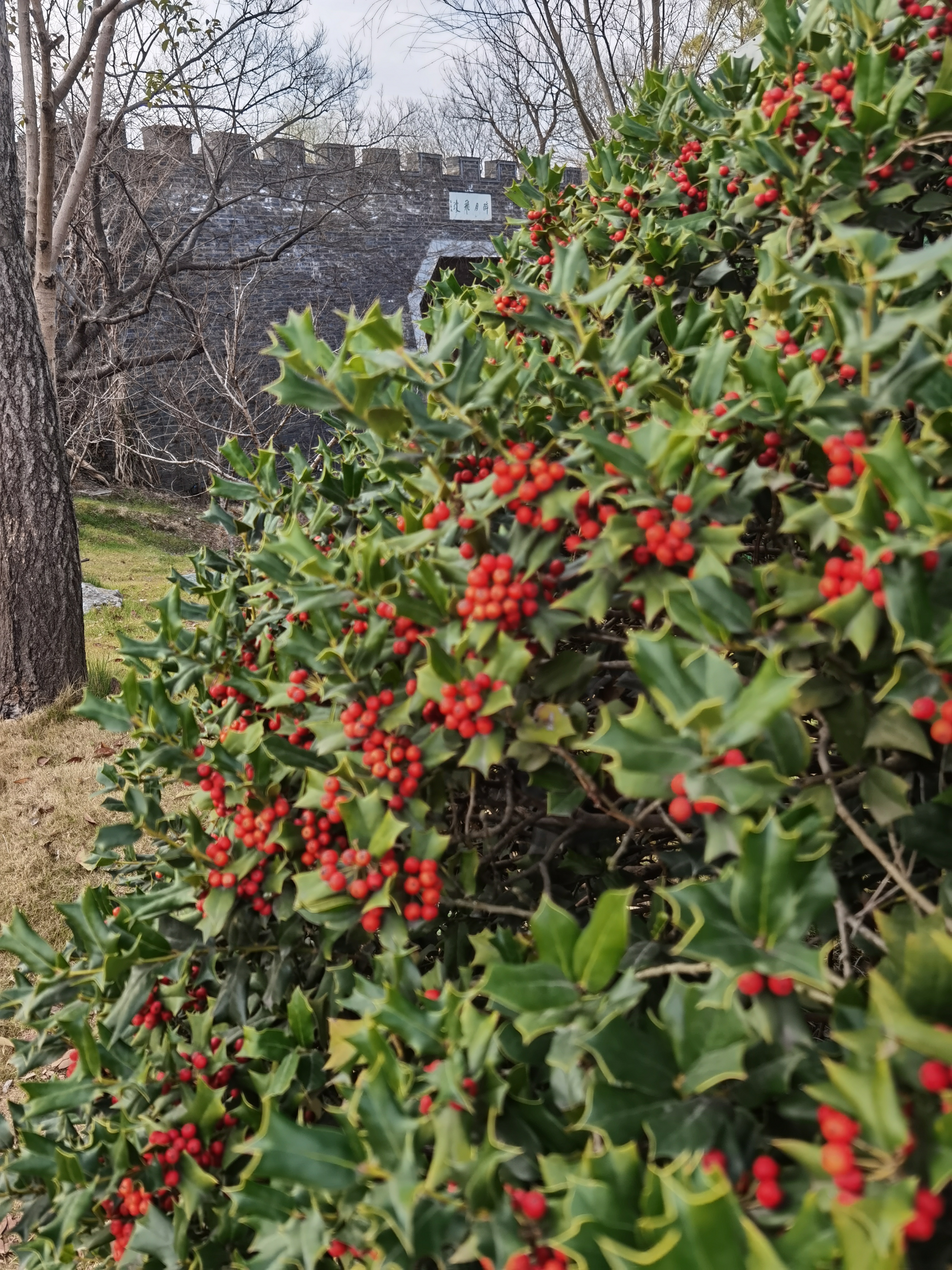 三月的瘦西湖到底有多美,瘦西湖景色到底有多美
