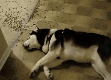 雪花秀雪御活颜菁萃水面霜,雪花秀雪御活颜菁萃水小样