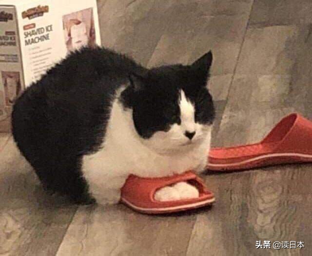 沙雕手办日本小哥,日本沙雕手办小哥