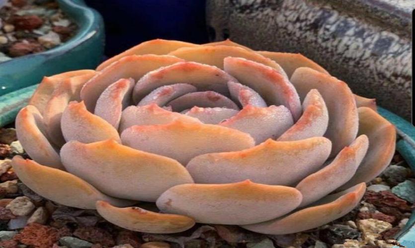 恒大新足球场造型图片,广州恒大足球场最新造型