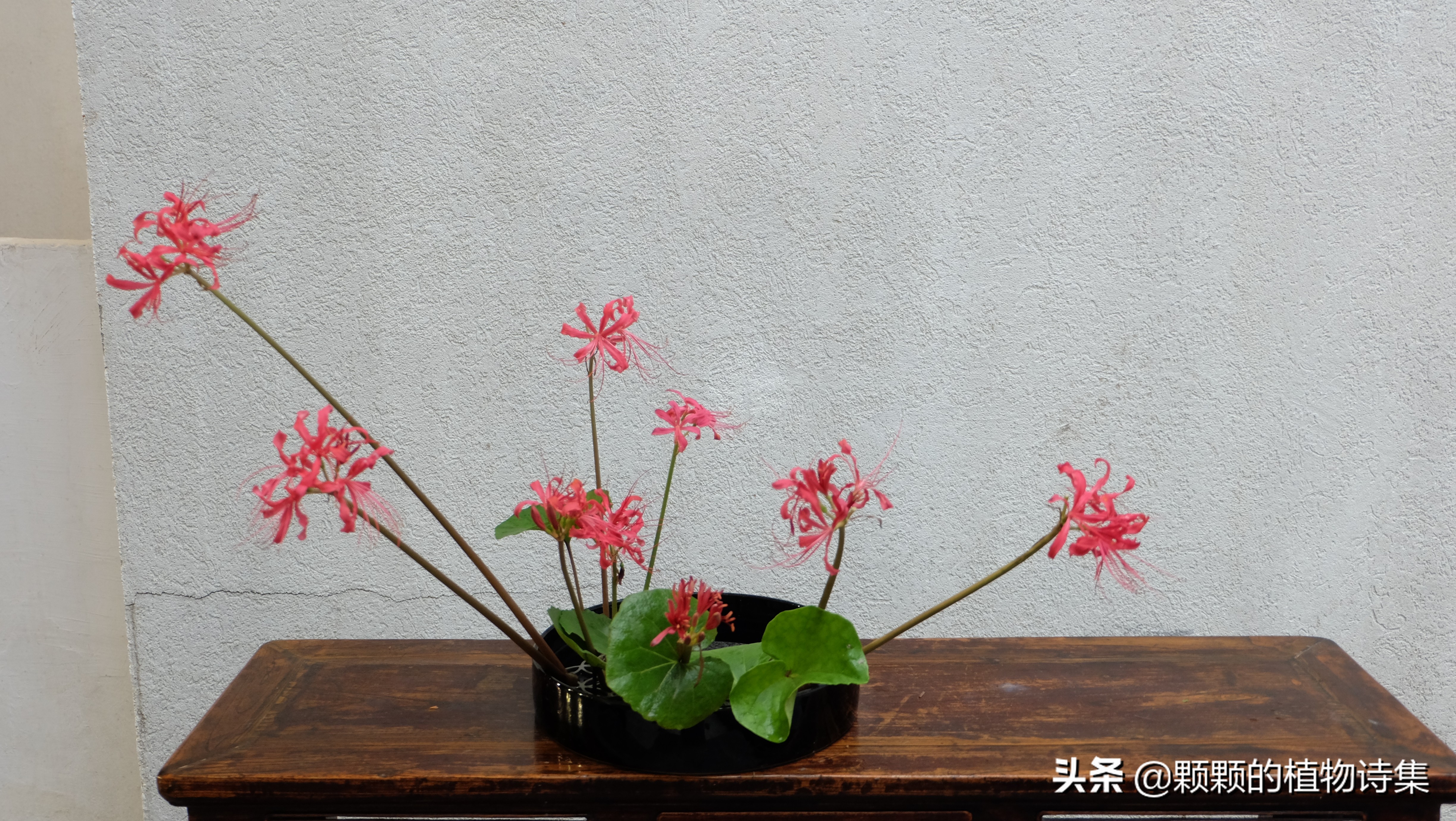 插花生活美学文学文人植物花艺雅道