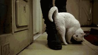 正确的抱猫姿势到底是怎样的？原来一直以来我都抱错了...