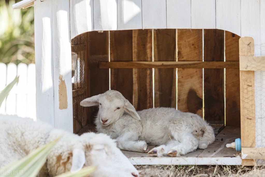 刚开始养羊公母羊怎么配置,养羊如何看羊的品种