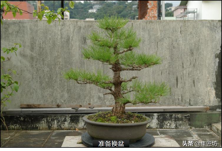 黑松盆景造型实例图解 (小型黑松造型盆景)