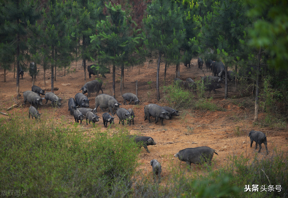 中餐变西餐,中餐近几十年的变化