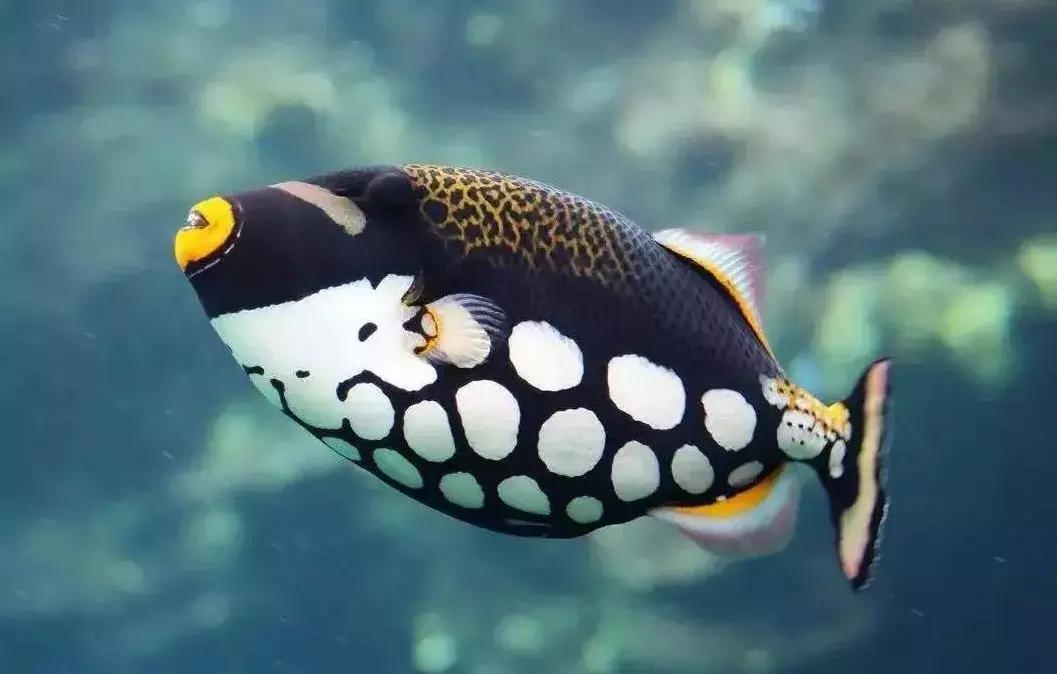 fot海水观赏鱼,fot鱼品种