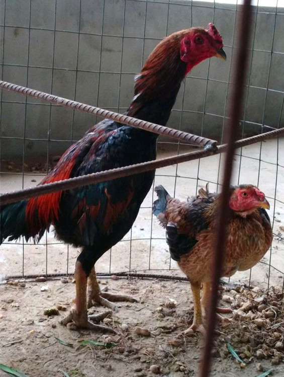 产蛋鸡啄蛋原因,产蛋鸡啄毛怎么办