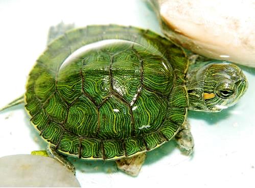 养龟的必备药有哪些,病龟长时间不吃强制喂食龟粮咋喂