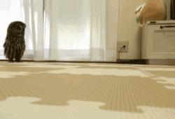 有些狗子玩着玩着就打架了,有些狗子表面上人畜无害吵起架来