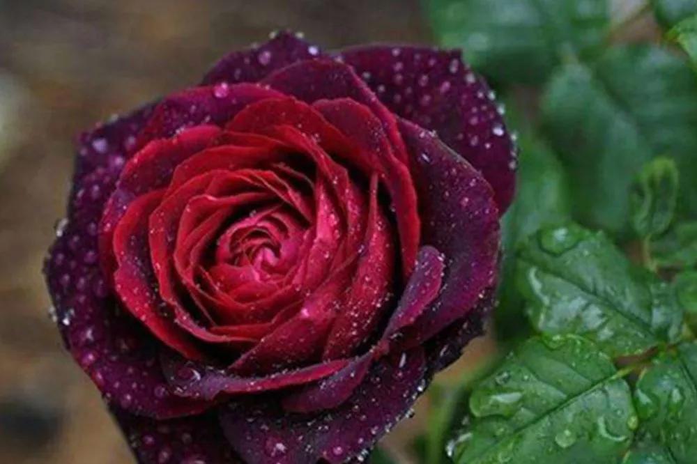 花店必备的5款玫瑰,花店最常用什么品种的玫瑰花