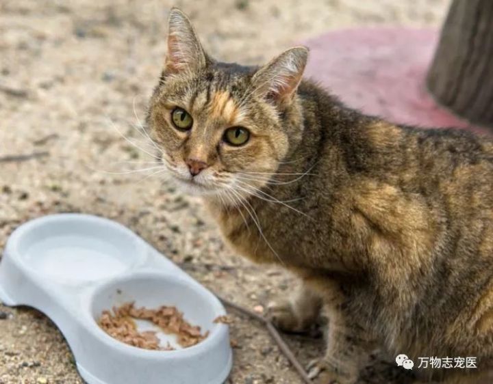 自从养了猫之后早上不想吃饭,自从养了猫之后总是失眠