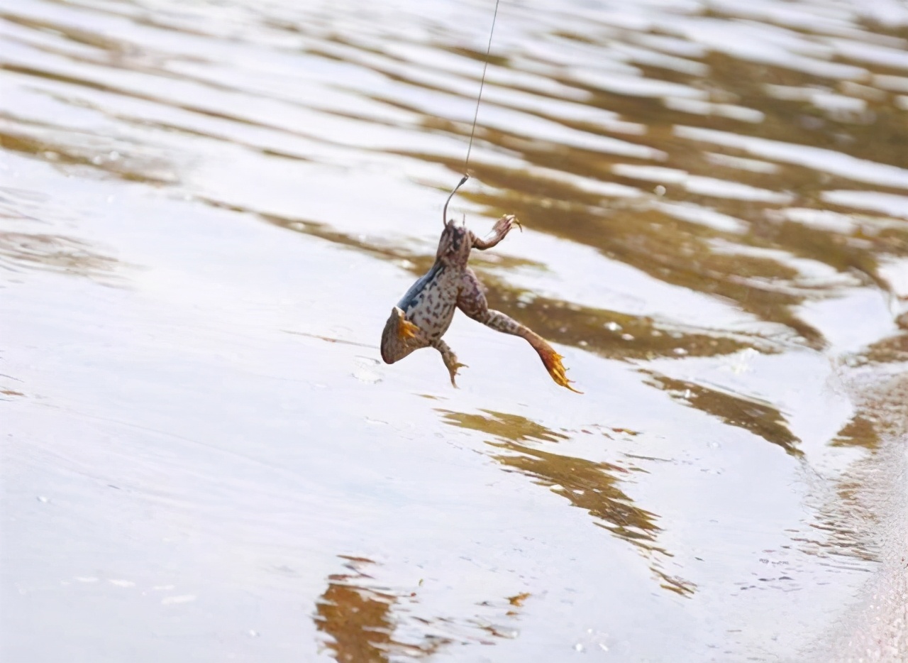 黑鱼钓法和饵料,黑鱼钓法大盘点