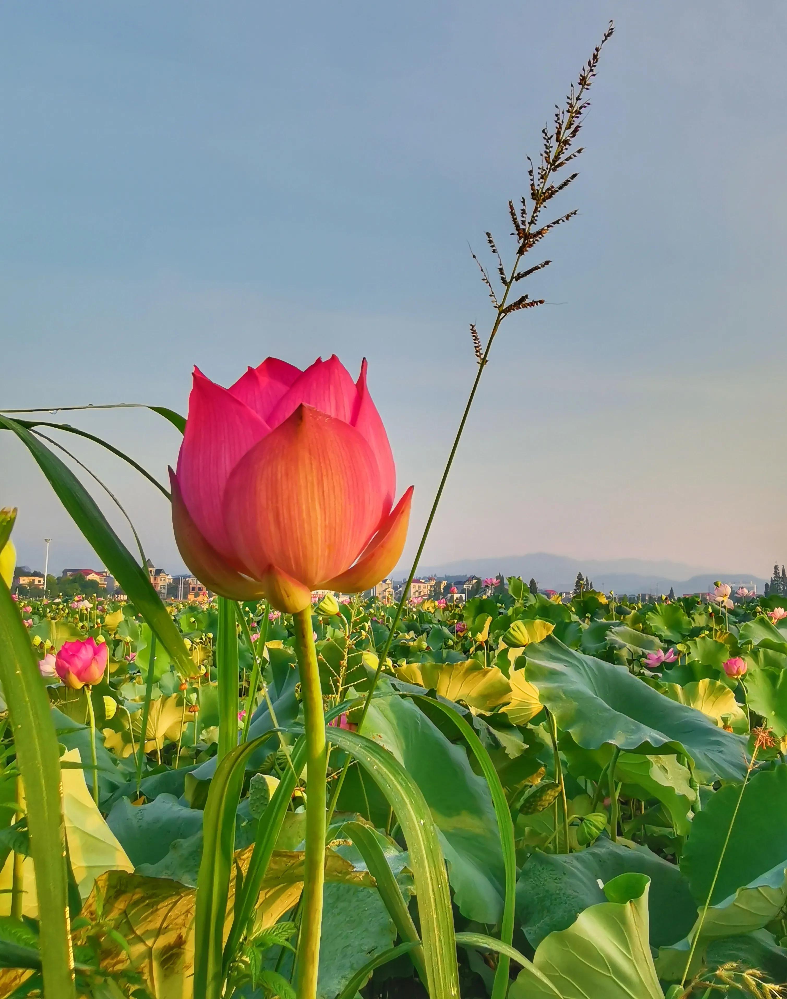你会去莲花玩吗？我找到了3个“趣味点”，玩了一次跟着喜欢走