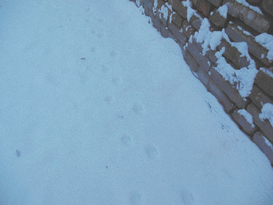 期盼一场雪的到来,期待一场雪的到来诗句