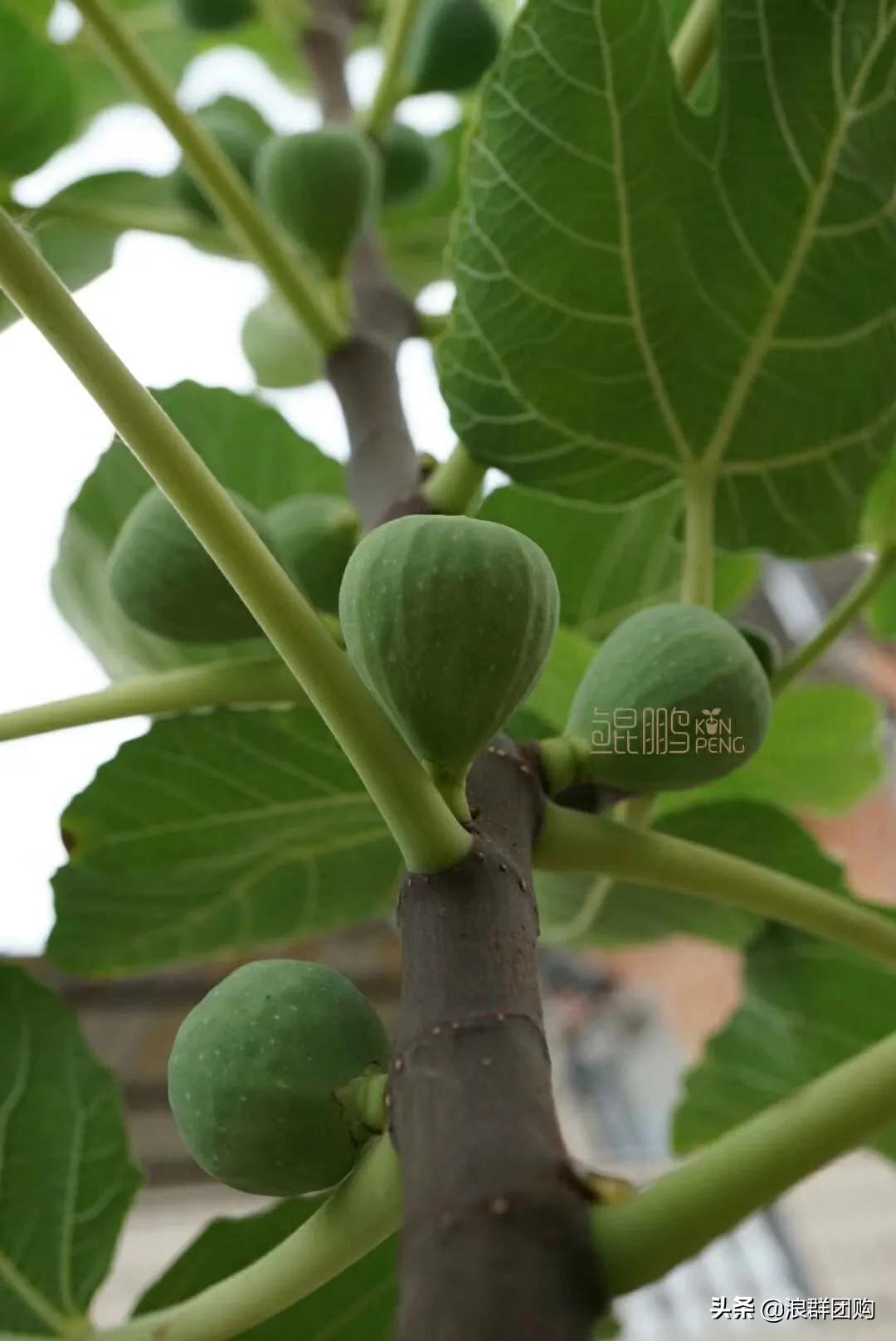 好吃无花果品种,丰产好吃的无花果推荐