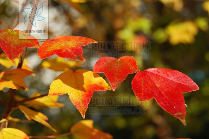 缤纷秋色枫树,树叶金黄色的风景树有哪些