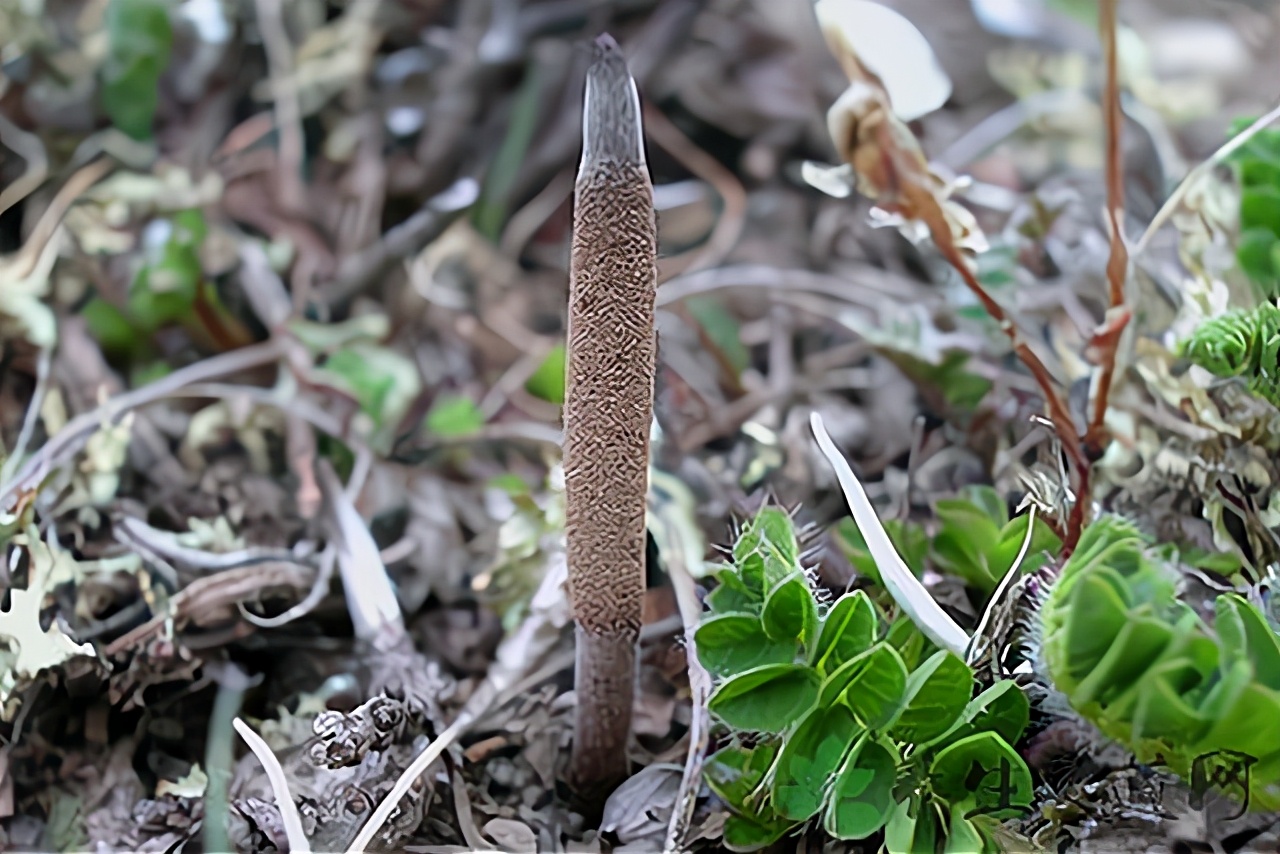 曾经被人捧上天的野草,曾经万人追捧的神药如今无人问津