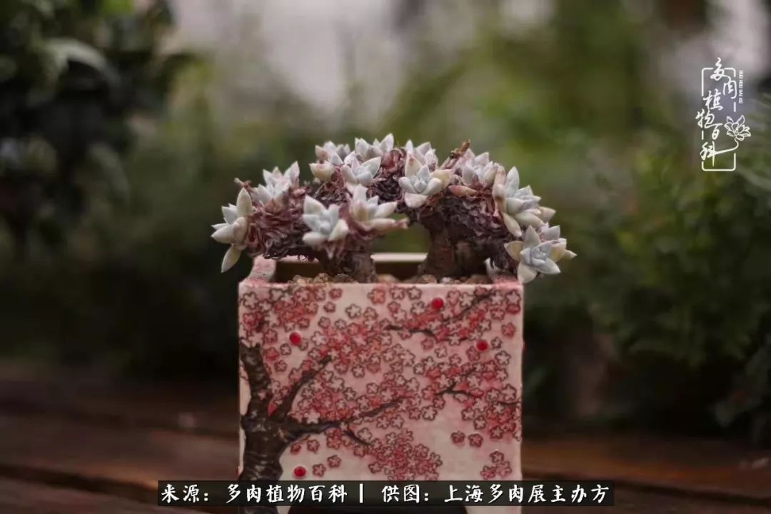 2023多肉展会直播,2023上海多肉植物展